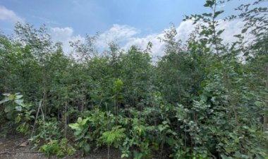 From Barren to Green: Plantation under Planet & Wellbeing initiative
