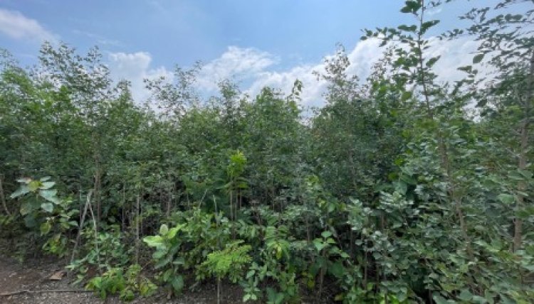 From Barren to Green: Plantation under Planet & Wellbeing initiative